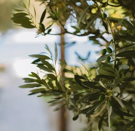 Апарт-отель Elya Luxury